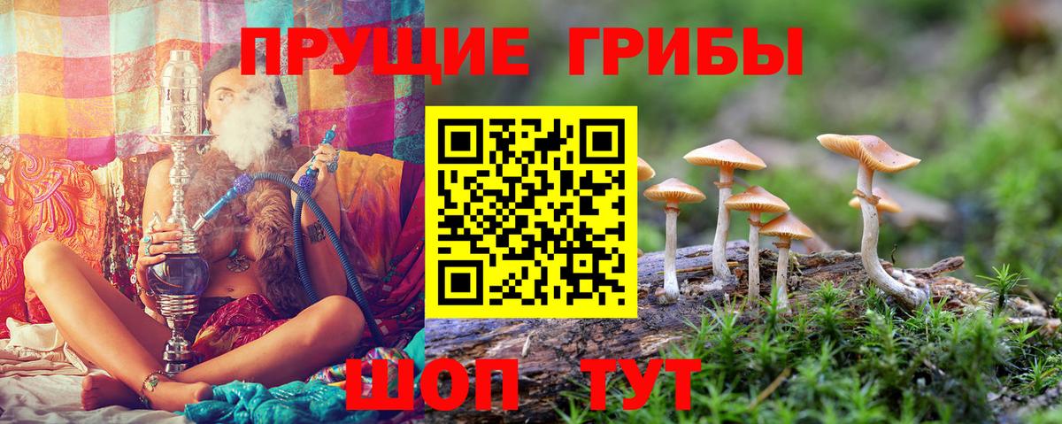 Галлюциногенные грибы Cubensis  Вход с VPN  Знаменск 